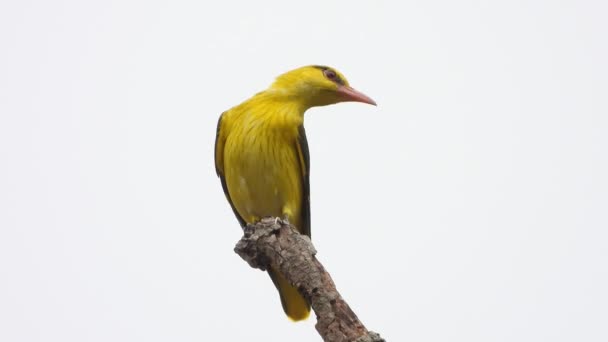 Belle Mynah Jaune Dans Arbre — Video