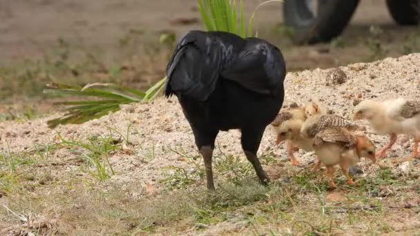 Tavuk Civcivler Yiyecek Buluyor Yavrularına Yemek Veriyor — Stok video