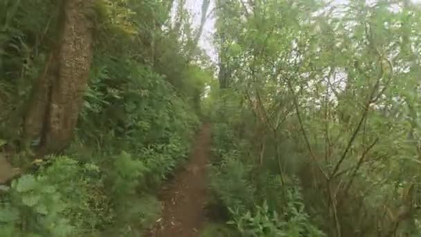 Pov Melihat Jalur Pendakian Hutan Hujan Pegunungan Tropis Gunung Cordeaux — Stok Video