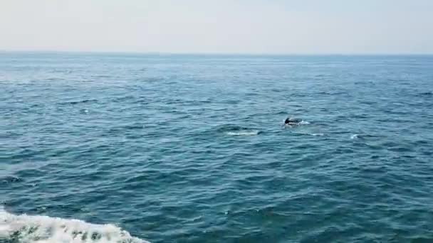 Delfines Nadando Superficie Del Agua Durante Gira Avistamiento Ballenas Pov — Vídeo de stock