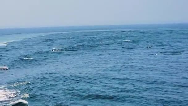 观看大西洋白海豚在假期旅行时一起在海洋中游泳 船上的Pov — 图库视频影像
