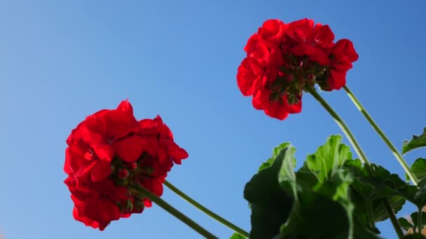 在蓝天的映衬下 一丛簇红花盛开 — 图库视频影像