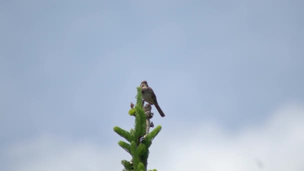 青い空が背景にぼやけている小さな茶色の鳥 松の木の上に座っている鳥 — ストック動画