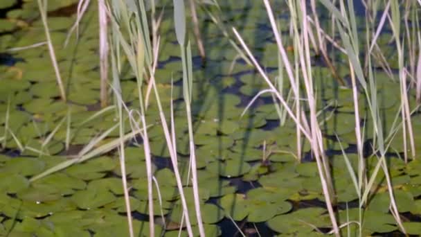 緑と青の水とブラシで暖かい夏の日の間にマサチューセッツ州の湖の睡蓮の画像 — ストック動画