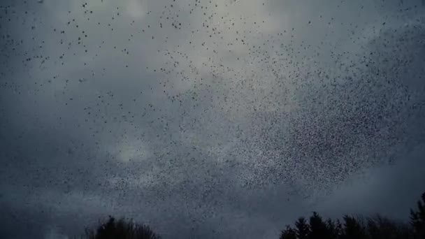 Starling Murmuration Making Spiralling Patterns Moving Cloudy Background — Stock Video