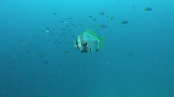 Spadefish Passando Vicino Fronte Alla Fotocamera Nell Oceano Blu — Video Stock