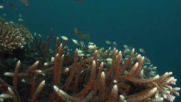 热带海洋中的鹿角珊瑚闭合在一起 翠绿的鱼 — 图库视频影像