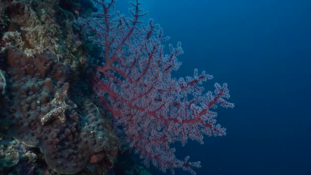 Red Sea Ventilátor Tropickém Korálovém Útesu Hlubokým Modrým Oceánem Pozadí — Stock video
