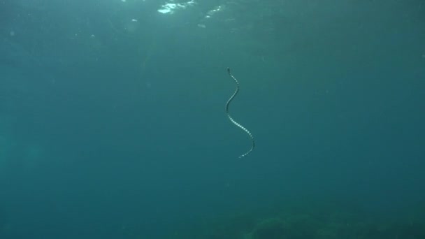 Serpiente Marina Bandada Ascendente Descendente Arrecife Coral Tropical — Vídeos de Stock