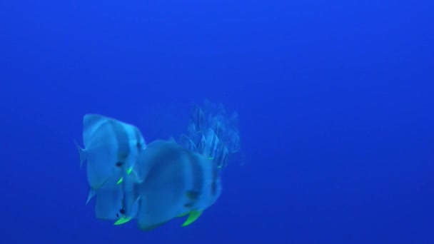 Een School Batfish Zwemmend Blauwe Oceaan Naar Camera — Stockvideo