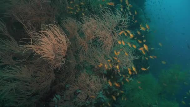 Corales Negros Peces Arrecife Naranja Empinada Pared Coral Océano Tropical — Vídeo de stock