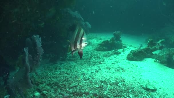 Spadefish Siendo Limpiado Por Peces Más Limpios Arrecife Coral — Vídeo de stock