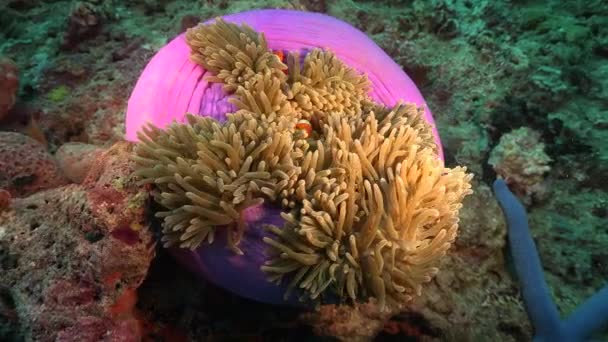 Klauni Plavání Růžovém Moři Sasanky Tropických Korálových Útesech — Stock video
