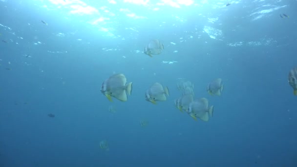 Haut Fond Poisson Bateau Passant Dans Océan Bleu — Video