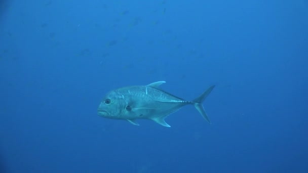 Bigeye Trevally Plavání Modrém Oceánu — Stock video
