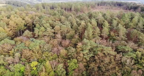 Uitzicht Vanuit Lucht Beukenbossen East Hill Devon Dolly Rechts — Stockvideo