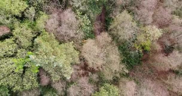 Αεροπλάνα Που Κοιτάζουν Κάτω Πάνω Από Ένα Δάσος Οξιάς Δέντρα — Αρχείο Βίντεο