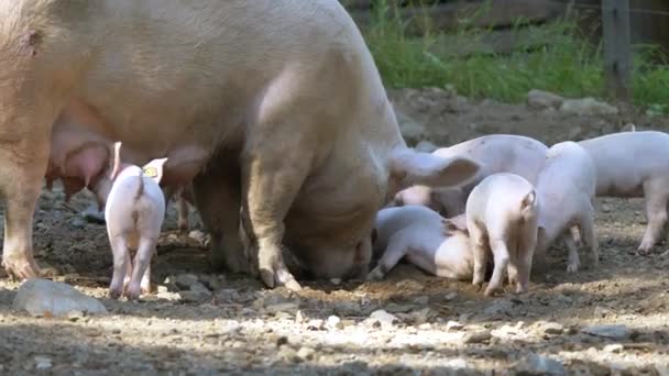 Close Shot Pink Pig Family Baby Piglets Eating Food Countryside — Stock Video