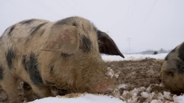 Niedliche Junge Haarige Schweine Beobachten Der Kamera Und Nahrungssuche Schlamm — Stockvideo