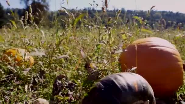 Close Shot Orange Ripe Pumpkin Spoil Pumpkin Field Hot Summer — Stock Video