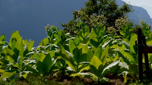 Plantes Tabac Croissance Sur Une Plantation Face Des Alpes Soleil — Video