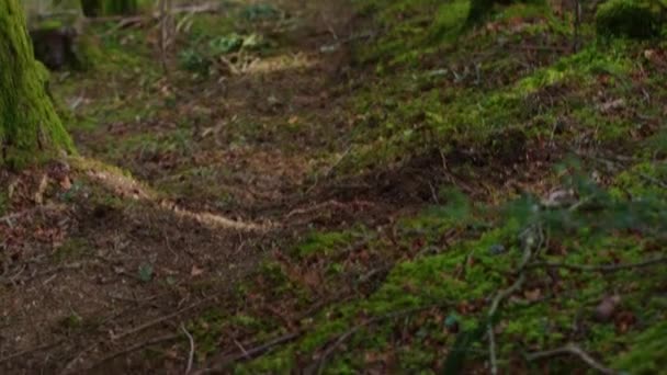 Ciclista Montaña Acelera Por Una Línea Recta Bosque — Vídeos de Stock