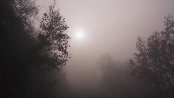 Una Foresta Buia Fredda Avvolta Nella Nebbia Con Atmosfera Spaventosa — Video Stock