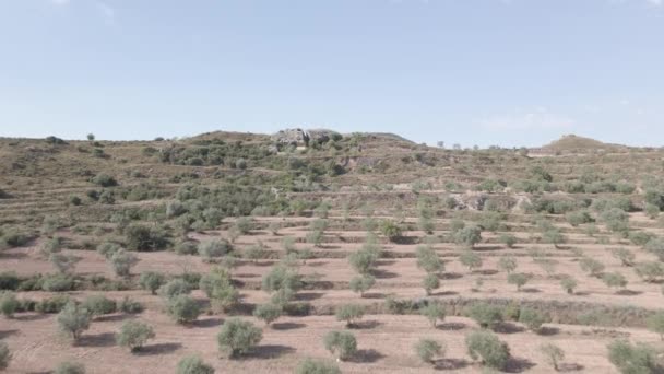Повітряний Вид Поля Оливкових Дерев — стокове відео