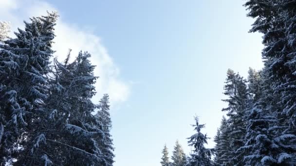 Route Hivernale Travers Les Arbres Enneigés Inclinaison Vers Bas — Video