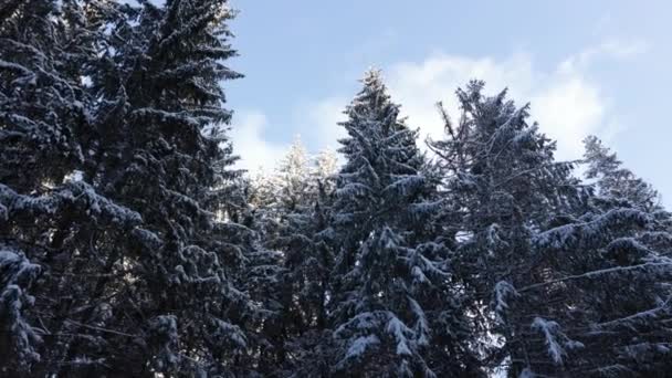 青空の下で雪に覆われた松の木 パンニング ローアングル — ストック動画