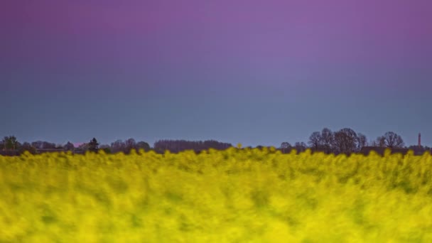 Vista Luna Llena Roja Saliendo Sobre Campos Con Flores Amarillas — Vídeos de Stock