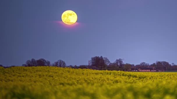 Lapso Tempo Movimento Lua Amarela Subindo Noite Sobre Flores Amarelas — Vídeo de Stock