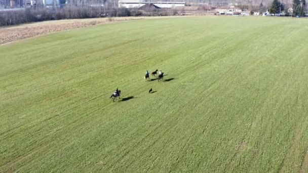 骑着马在一个绿色的夏季田野 空中跟踪射击 — 图库视频影像