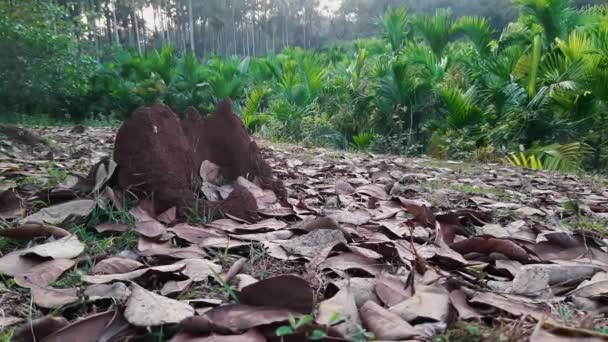Zoom Der Aufnahme Des Termitenhügels Der Nähe Der Areca Plantage — Stockvideo