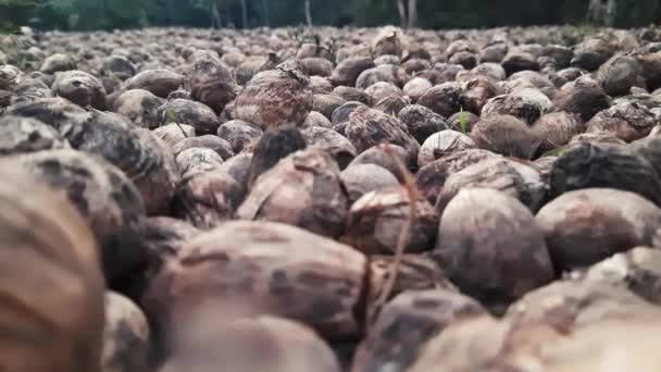 Zbliżenie Areca Nuts Rozrzucone Ziemi Wyschnięcia Powiększenie Niski Pov — Wideo stockowe