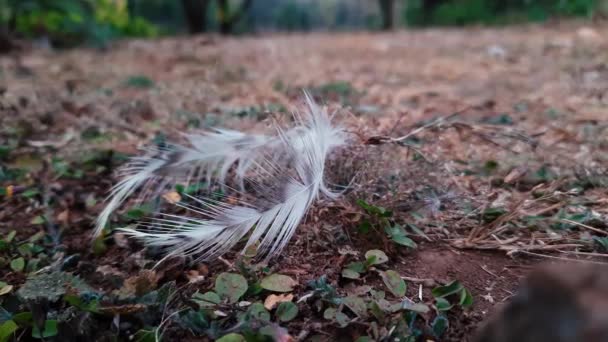 Kırsal Alandaki Beyaz Tüylerin Görüntüsünü Yakınlaştır Düşük Pov — Stok video