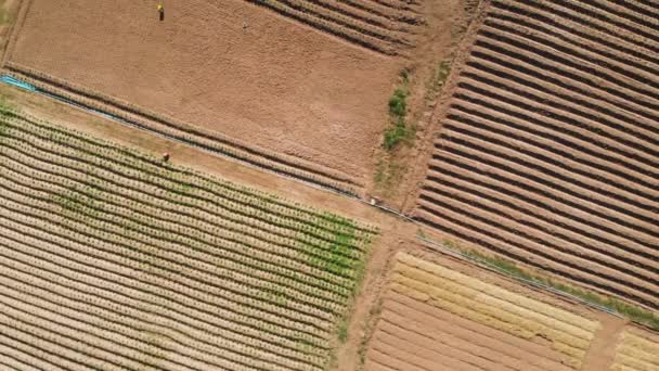 Půda Využívaná Pro Zemědělství Místní Komunitní Drobné Farmaření Pole Shora — Stock video