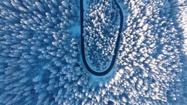 Wspaniały Widok Snowy Forest Rumunii Zdjęcia Lotnicze — Wideo stockowe