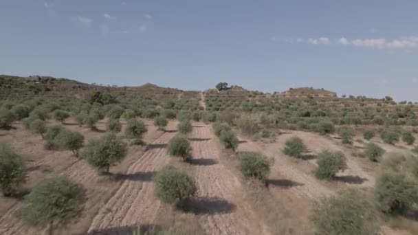 Flygfoto Över Ett Olivträdsfält — Stockvideo