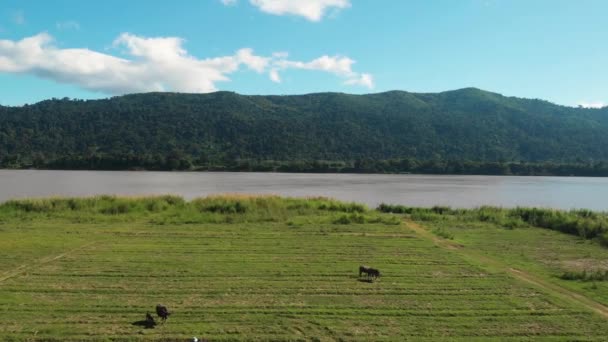 Floden Mekong Med Bergen Nordöstra Thailands Gräns Mot Laos Drönare — Stockvideo