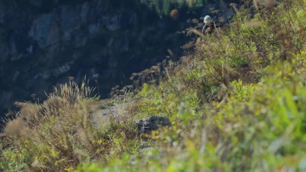 Ein Mountainbiker Ist Herbst Auf Einem Exponierten Alpenpfad Unterwegs — Stockvideo
