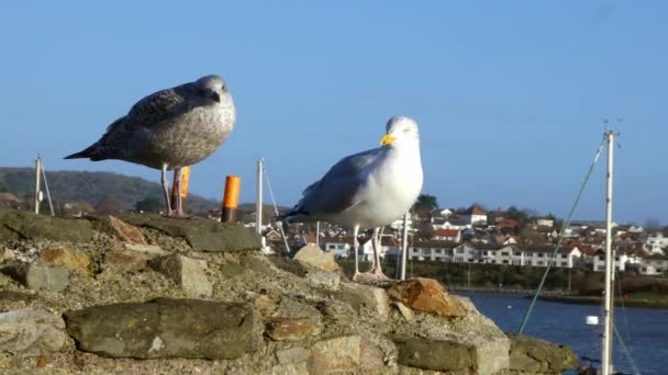 公海鸥和母海鸥站在阳光明媚的石墙上等待食物 — 图库视频影像