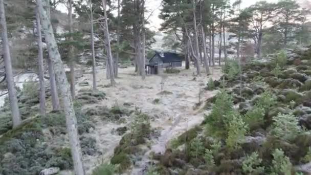 공중에서의 영상은 스코틀랜드 소나무 Pinus Sylvestris 황무지를 Bob Scotts 날아가는 — 비디오