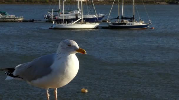 有希望的雄性海鸥站在阳光灿烂的海港墙上等待食物 背景中的船只 — 图库视频影像