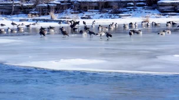 Geese on frozen river in Canada.