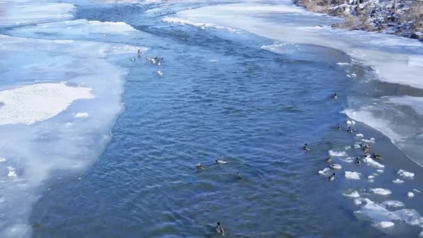 Ördekler Donmuş Nehirden Kalkıyor — Stok video