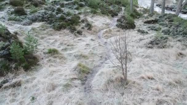 Drohnenaufnahmen Die Einen Gefrorenen Pfad Winter Zwischen Schottischen Kiefern Pinus — Stockvideo