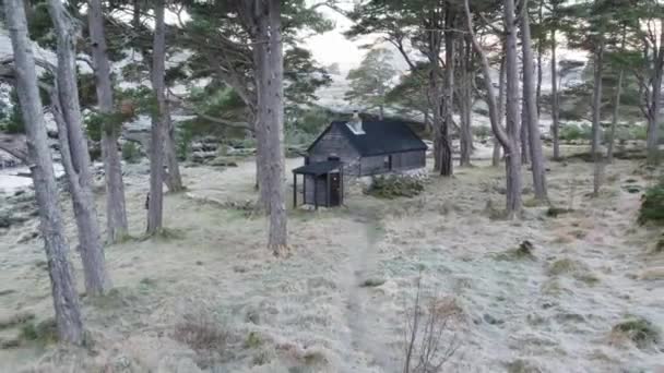 Nagranie Lotu Drona Latającego Tyłu Przez Sosny Szkockie Pinus Sylvestris — Wideo stockowe