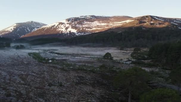 Aerial Drone Footage Rising High Canopy Ancient Caledonian Pine Trees — Stock Video