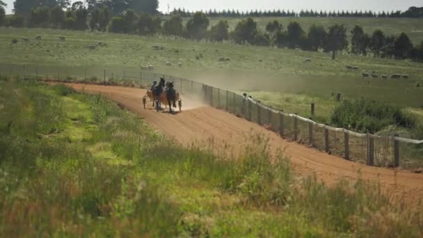 Plan Lointain Chevaux Courant Autour Piste — Video